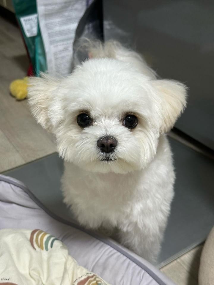 改善後のちまきちゃんの写真